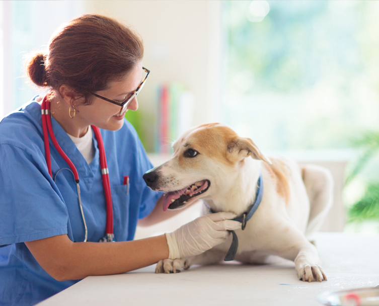 Animal Welfare image